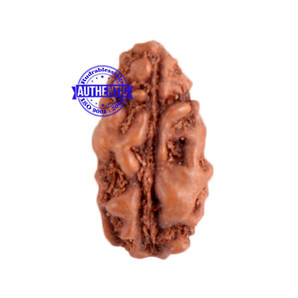 1 Mukhi Ganesh Rudraksha from Indonesia - Bead No. 137