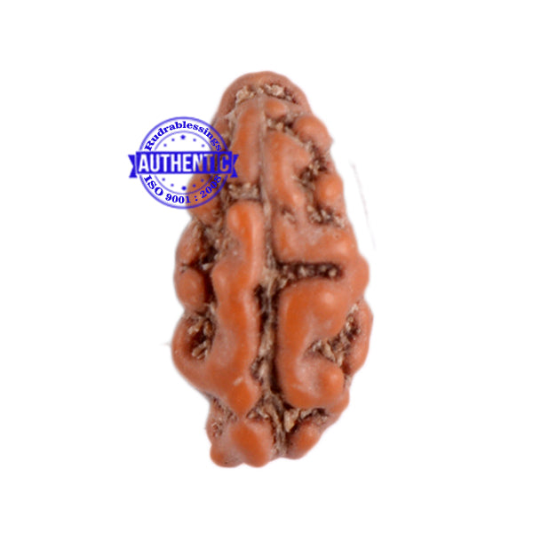 1 Mukhi Ganesh Rudraksha from Indonesia - Bead No. 141