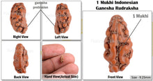 Load image into Gallery viewer, 1 Mukhi Ganesh Rudraksha from Indonesia - Bead No. 141
