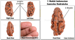 1 Mukhi Ganesh Rudraksha from Indonesia - Bead No. 141