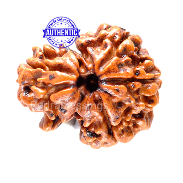 1 Mukhi Savar on 4 Mukhi Rudraksha from Nepal - Bead No. 21