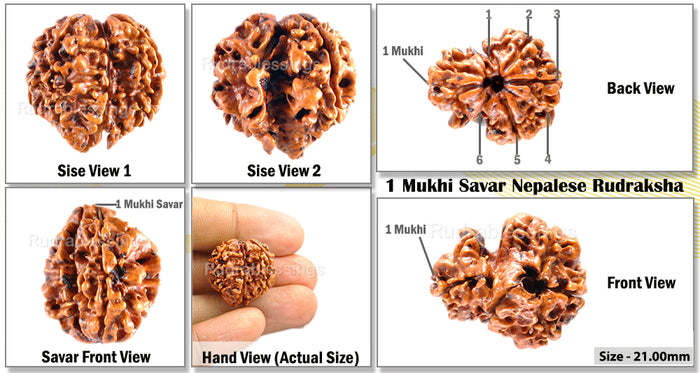 1 Mukhi Savar on 4 Mukhi Rudraksha from Nepal - Bead No. 21