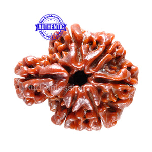 1 Mukhi Savar Rudraksha from Nepal - Bead No. 28