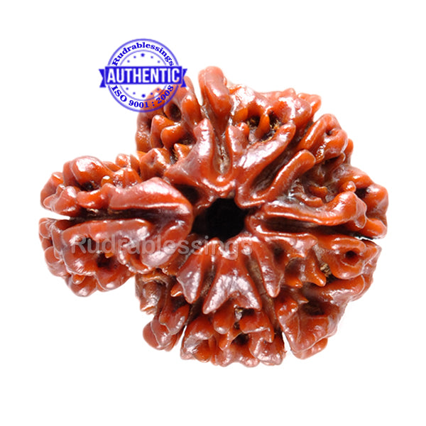 1 Mukhi Savar Rudraksha from Nepal - Bead No. 28