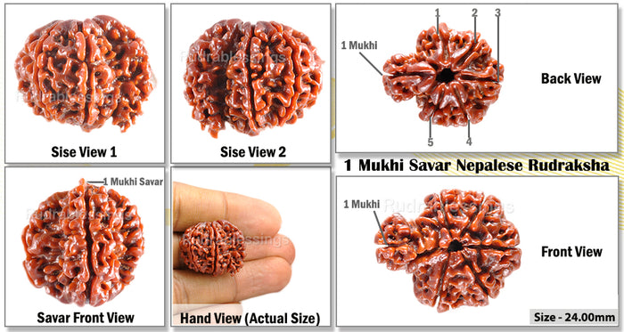 1 Mukhi Savar Rudraksha from Nepal - Bead No. 28