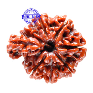 1 Mukhi Savar Rudraksha from Nepal - Bead No. 29
