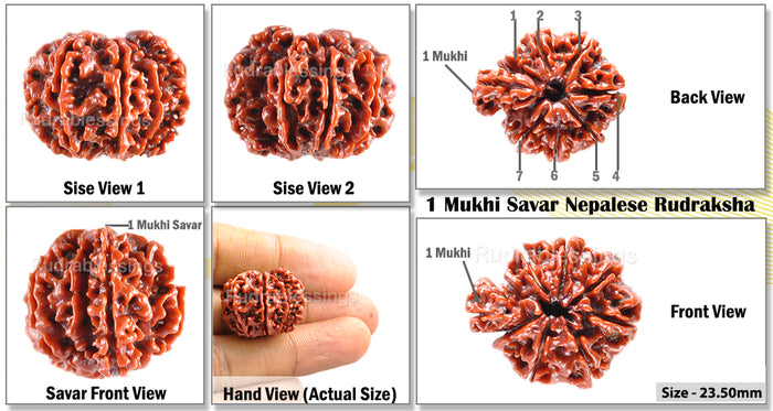 1 Mukhi Savar Rudraksha from Nepal - Bead No. 29