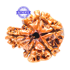 1 Mukhi Savar Rudraksha from Nepal - Bead No. 35