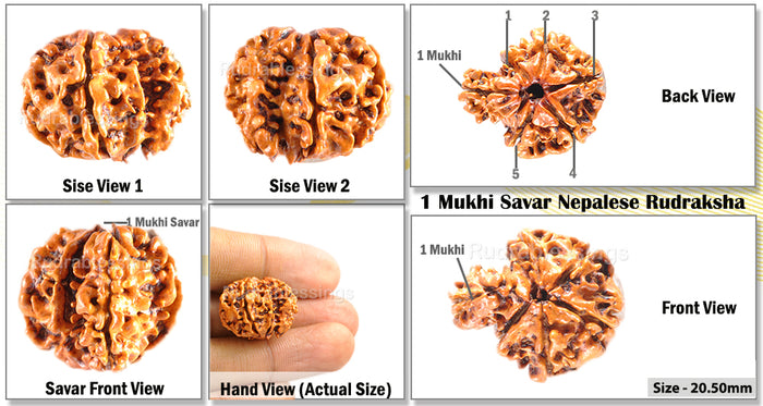 1 Mukhi Savar Rudraksha from Nepal - Bead No. 35