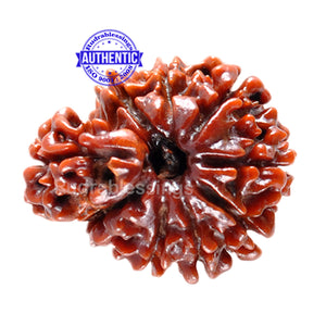 1 Mukhi Savar Rudraksha from Nepal - Bead No. 38