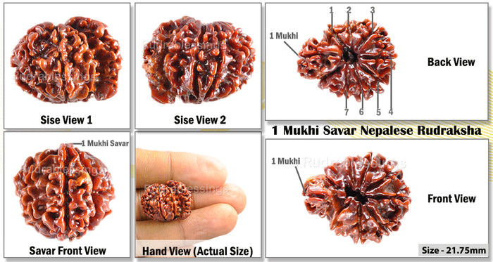 1 Mukhi Savar Rudraksha from Nepal - Bead No. 38