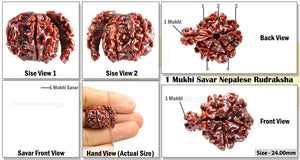 1 Mukhi Savar Rudraksha from Nepal - Bead No. 39