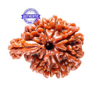 1 Mukhi Savar Rudraksha from Nepal - Bead No. 44