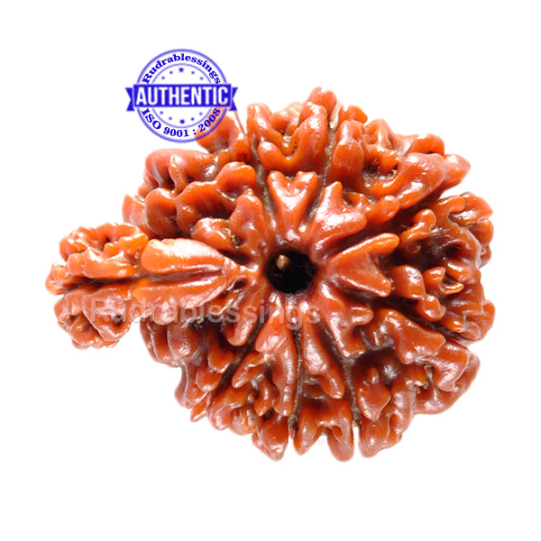 1 Mukhi Savar Rudraksha from Nepal - Bead No. 44