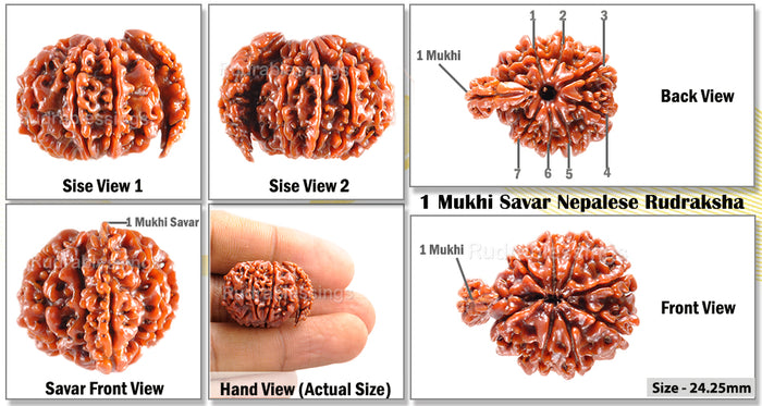 1 Mukhi Savar Rudraksha from Nepal - Bead No. 44