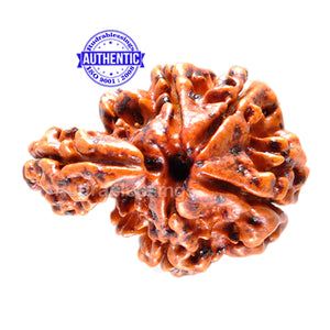 1 Mukhi Savar Rudraksha from Nepal - Bead No. 47