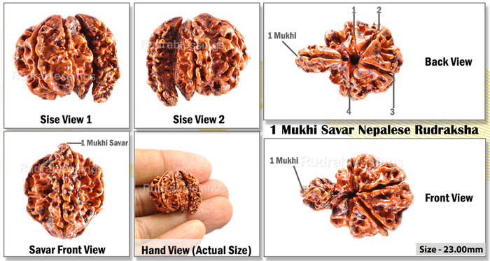 1 Mukhi Savar Rudraksha from Nepal - Bead No. 47