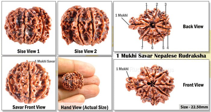 1 Mukhi Savar Rudraksha from Nepal - Bead No. 48