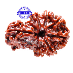 1 Mukhi Savar Rudraksha from Nepal - Bead No. 51