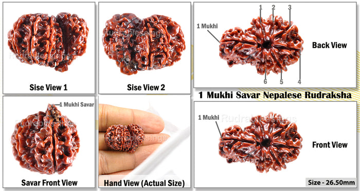 1 Mukhi Savar Rudraksha from Nepal - Bead No. 51