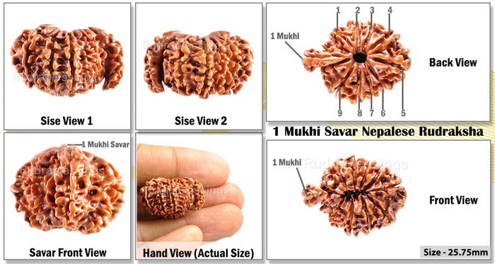 1 Mukhi Savar Rudraksha from Nepal - Bead No. 54
