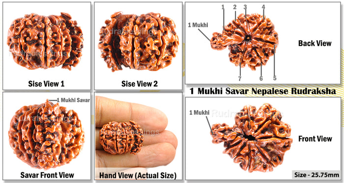 1 Mukhi Savar Rudraksha from Nepal - Bead No. 55