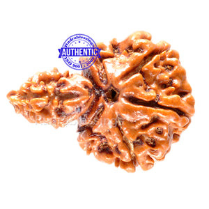 1 Mukhi Savar Rudraksha from Nepal - Bead No. 56
