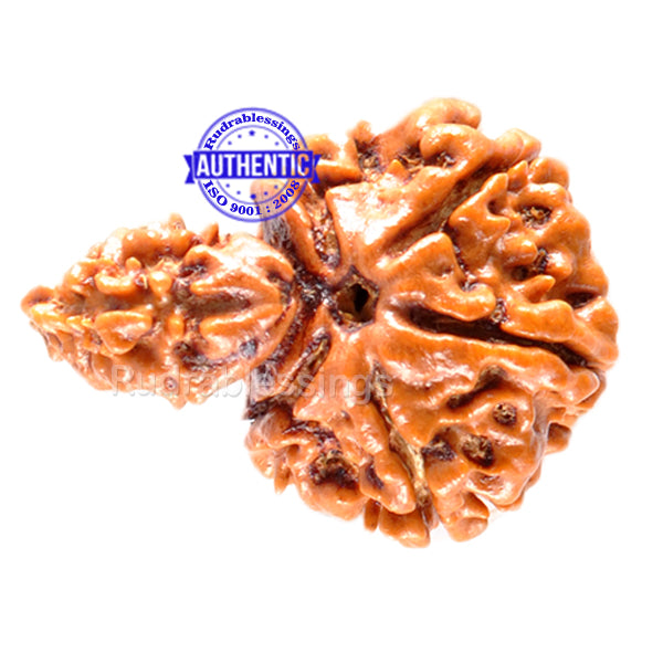 1 Mukhi Savar Rudraksha from Nepal - Bead No. 56