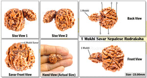 1 Mukhi Savar Rudraksha from Nepal - Bead No. 56
