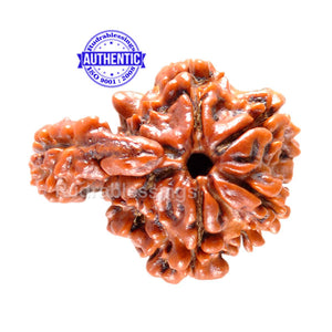 1 Mukhi Savar Rudraksha from Nepal - Bead No. 58