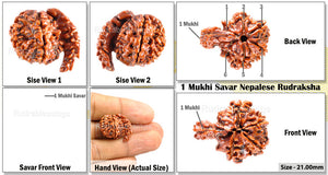 1 Mukhi Savar Rudraksha from Nepal - Bead No. 58