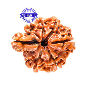 1 Mukhi Savar Rudraksha from Nepal - Bead No. 60