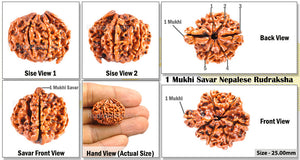 1 Mukhi Savar Rudraksha from Nepal - Bead No. 60