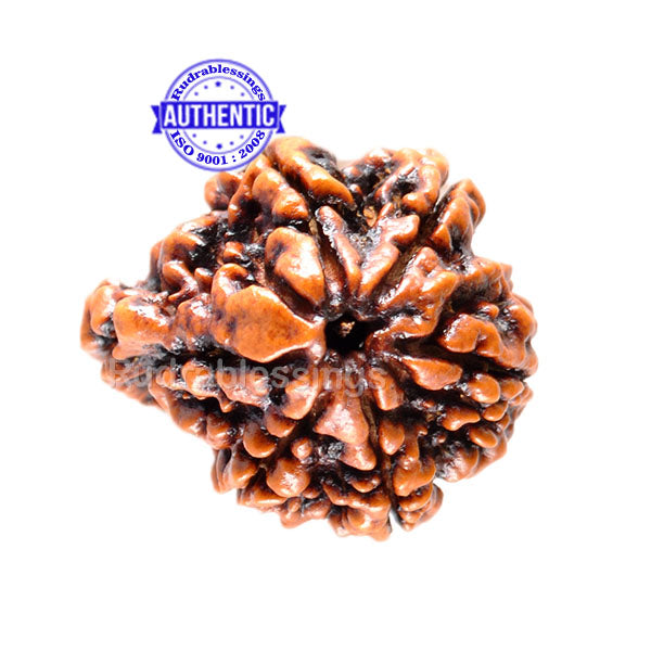 1 Mukhi Savar Rudraksha from Nepal - Bead No. 61