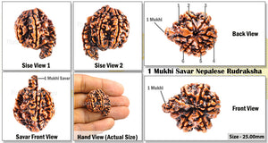 1 Mukhi Savar Rudraksha from Nepal - Bead No. 61