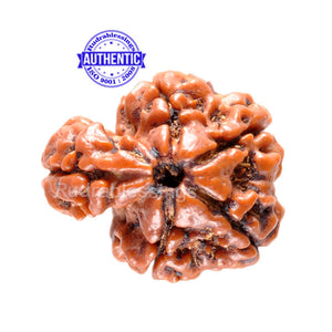 1 Mukhi Savar Rudraksha from Nepal - Bead No. 63