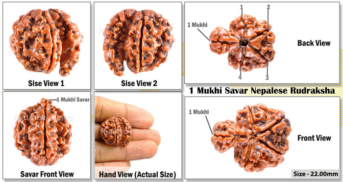 1 Mukhi Savar Rudraksha from Nepal - Bead No. 63