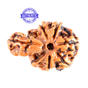 1 Mukhi Savar Rudraksha from Nepal - Bead No. 64