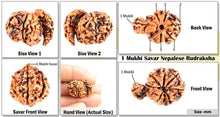 Load image into Gallery viewer, 1 Mukhi Double Savar Rudraksha from Nepal - Bead No. 74
