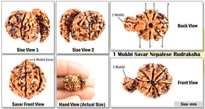 1 Mukhi Double Savar Rudraksha from Nepal - Bead No. 74