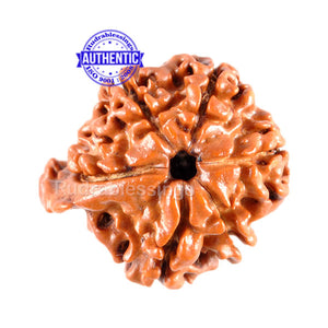 1 Mukhi Savar on 10 Mukhi Rudraksha from Nepal - Bead No. 75