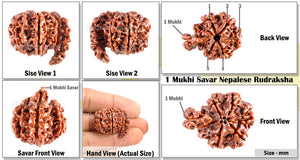 1 Mukhi Savar Rudraksha from Nepal - Bead No. 76