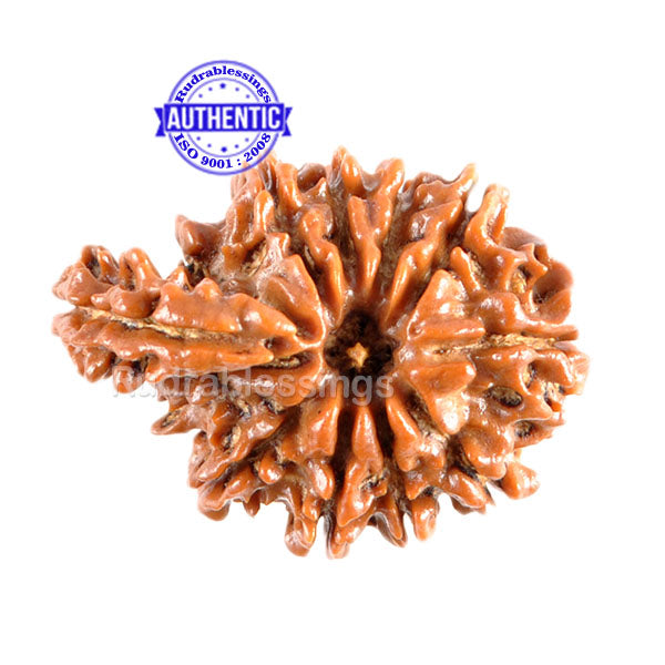 1 Mukhi Savar Rudraksha  from Nepal - Bead No. 77