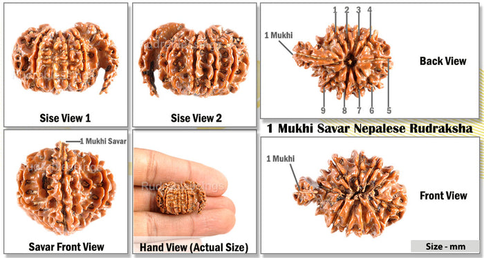 1 Mukhi Savar Rudraksha  from Nepal - Bead No. 77