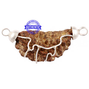 1 Mukhi half moon shaped from India - Bead No. 54