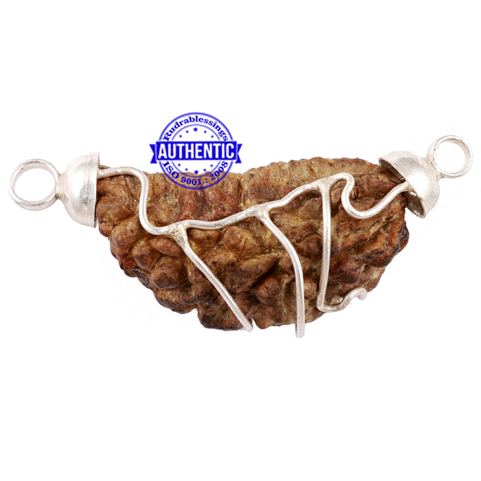 1 Mukhi half moon shaped from India - Bead No. 54