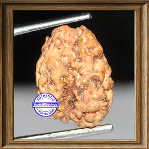 1 + 1 Mukhi Indonesian Gaurishankar Rudraksha - Bead No. 6