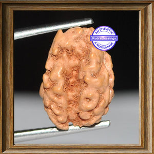 1 + 1 Mukhi Indonesian Gaurishankar Rudraksha - Bead No. 7