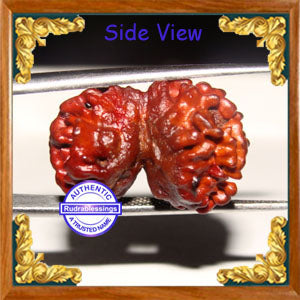 1 + 1 Gaurishankar Rudraksha from Nepal