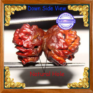 1 + 1 Gaurishankar Rudraksha from Nepal